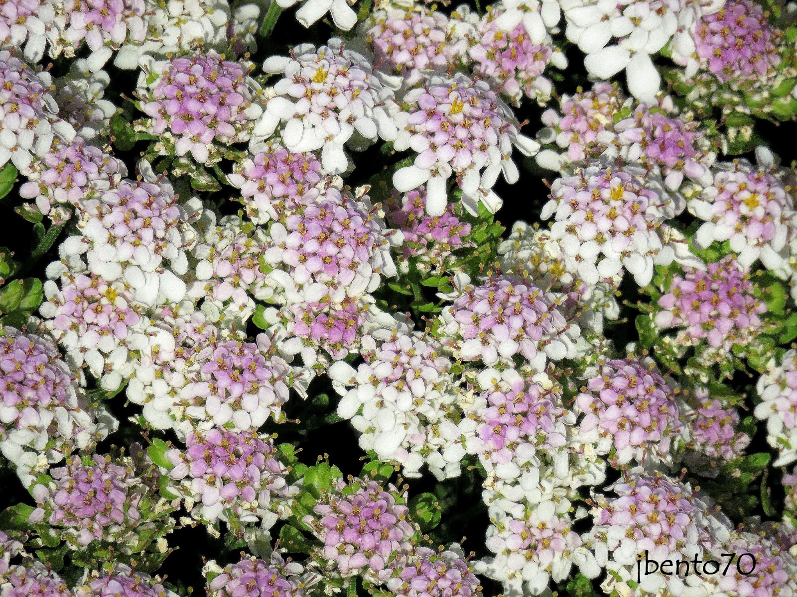 Birding Cascais Flora do Parque Natural
