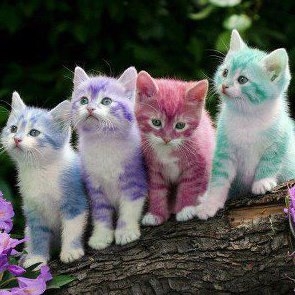Koleksi Foto Anak Kucing  Imut  dan Cute Cantik buat  