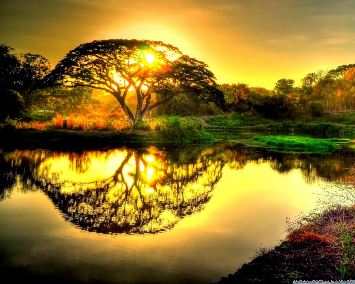 Live wallpaper wild life at sunrise