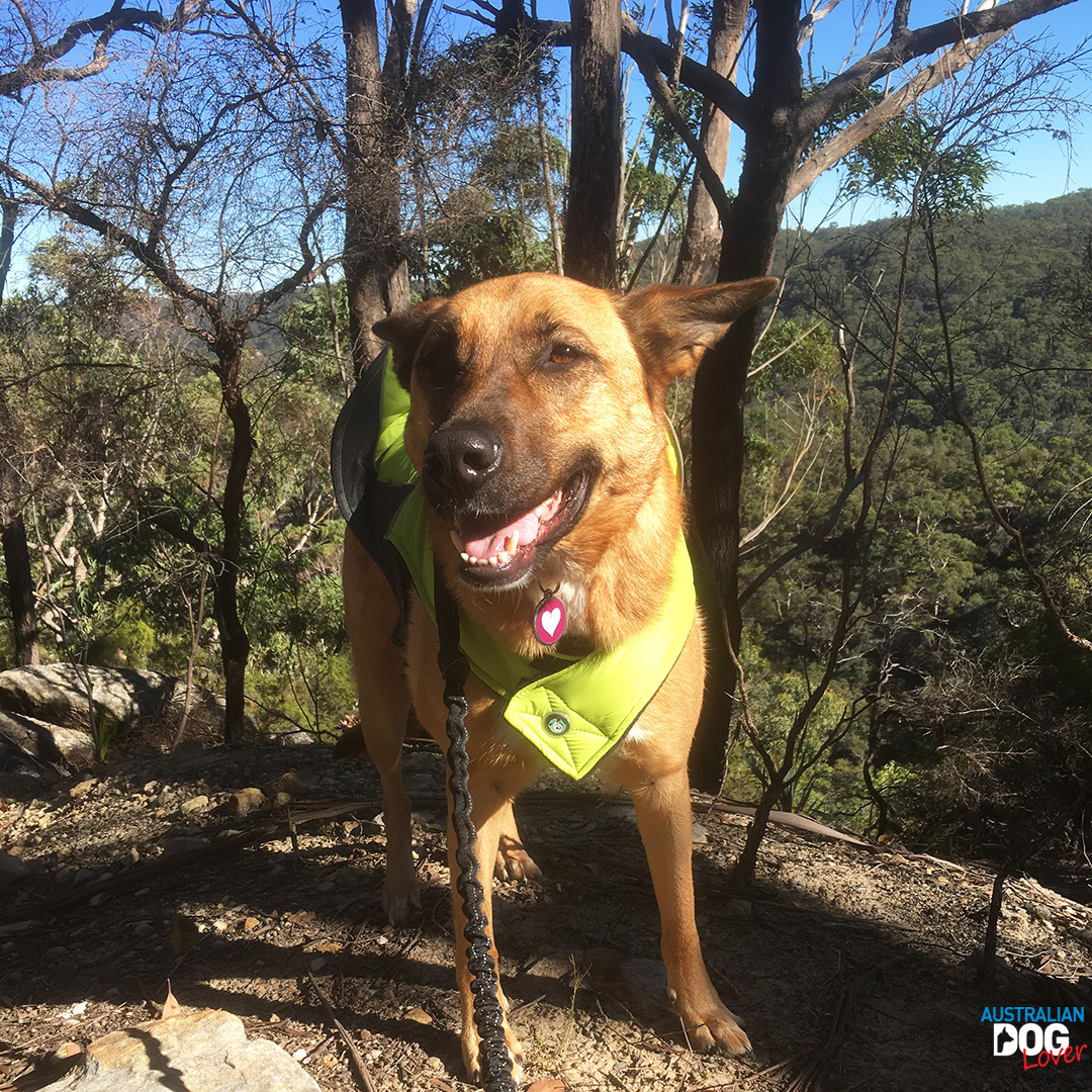 Huskimo Sherpa Dog Coat Review Australian Dog Lover