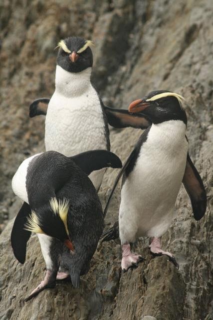 Pingüino de Nueva Zelanda: Eudyptes pachyrhynchus