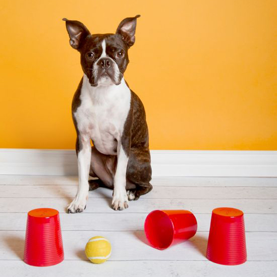 Bed Rest Games for Dogs PostSurgery Australian Dog Lover