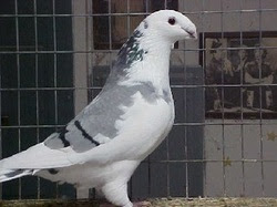 Pigeon breeds list with pictures Pigeon breeds list with pictures