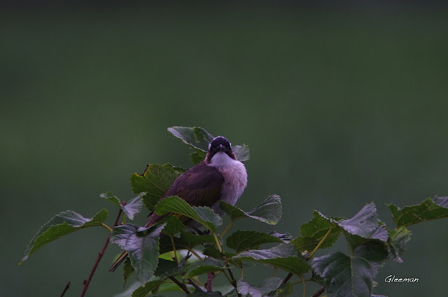 白頭翁/ Pentax 75SDHF w/ Pentax Rear Converter-A 2X-L