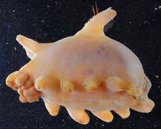 Sea Pig (Holothuroid) Sea Pig (Holothuroid)
