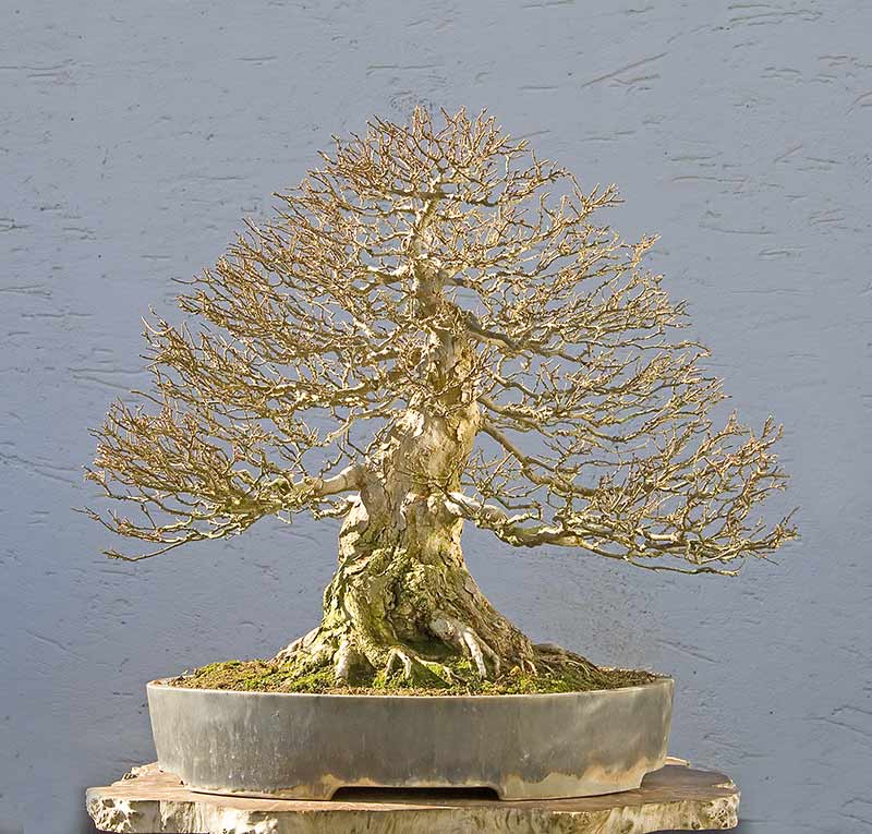 Walter Pall Bonsai Adventures maples in winter