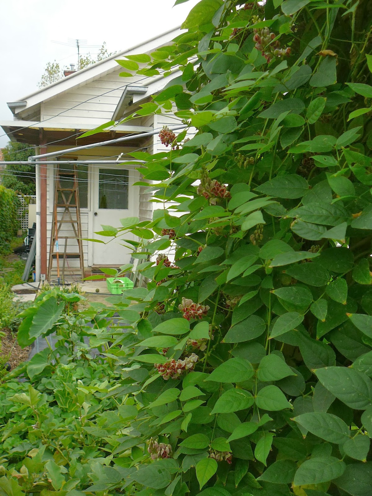 People, Plants, Landscapes: American Ground Nut or Hopniss