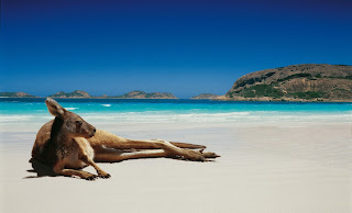 кенгуру на пляже Австралии