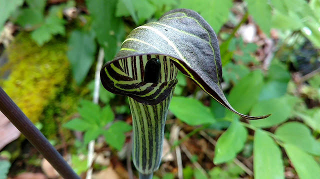 Jack In The Pulpit Colony