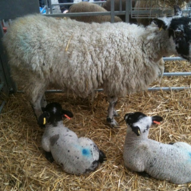 Sheep with two lambs