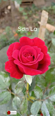 môt bông hoa hồng cổ sơn la