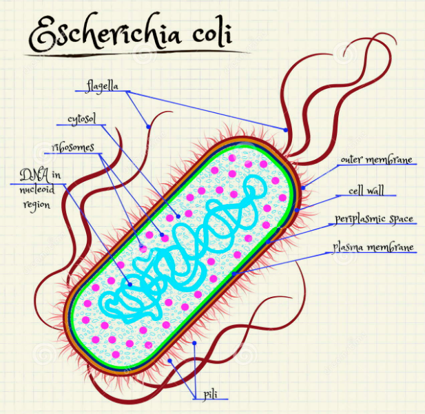 LaclasedelprofePedro Las bacterias (trabajo de investigación)