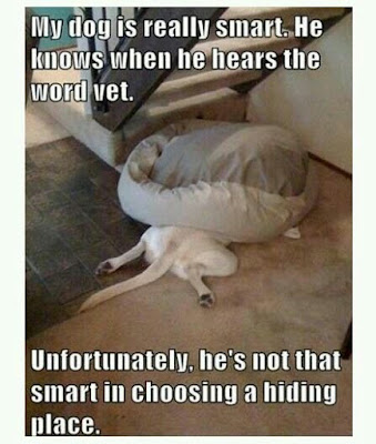 Funny dog pictures : I think the dog is hiding