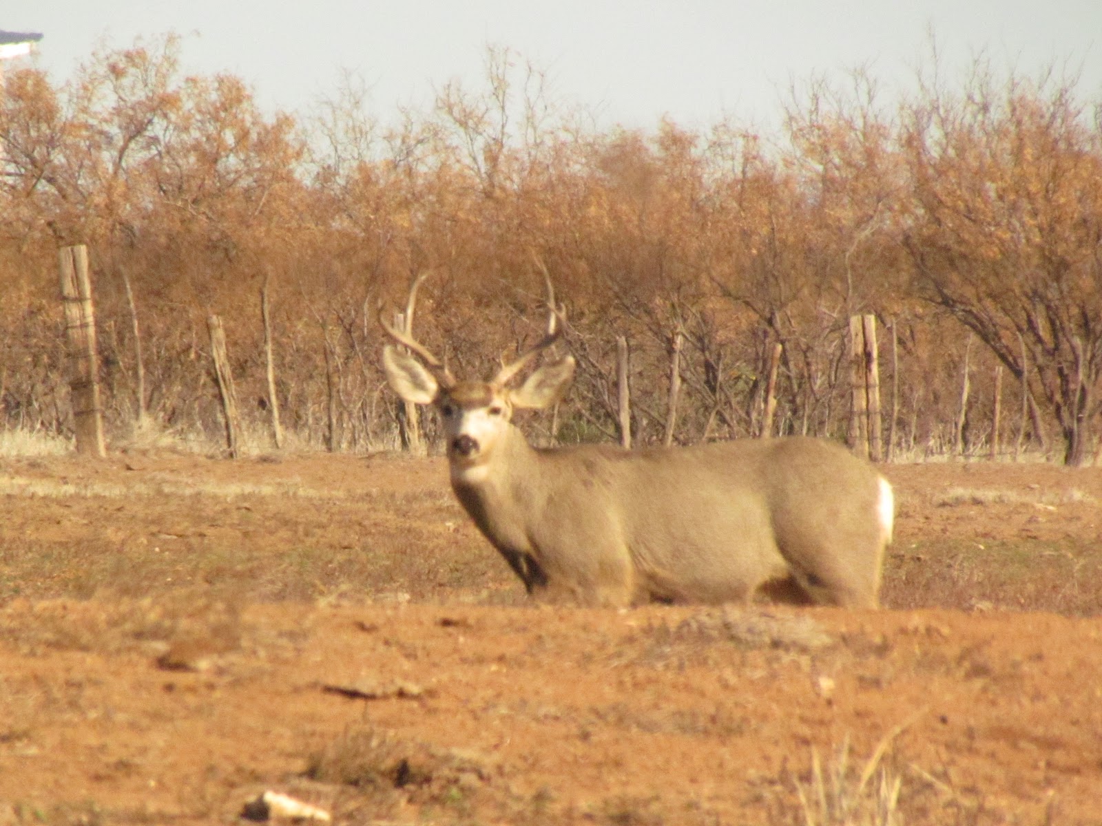 The Hawk's View: Scurry County Texas, Mule Deer