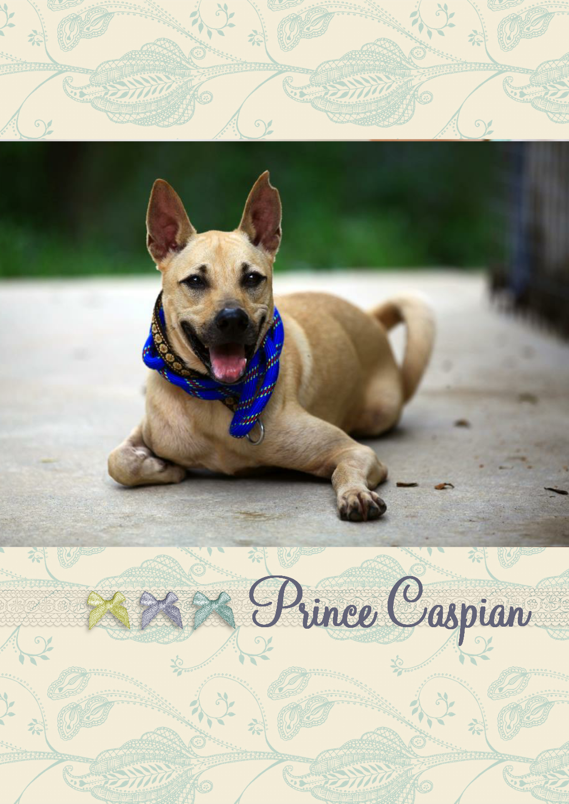 How Long Does Rigor Mortis Last In Dogs