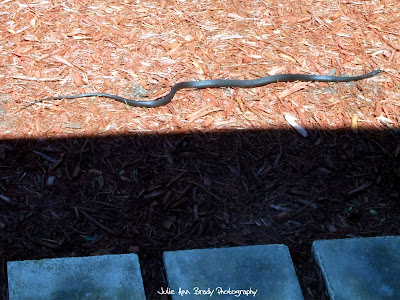 Black Rat Snake - Leesburg, Florida Black Rat Snake - Leesburg, Florida
