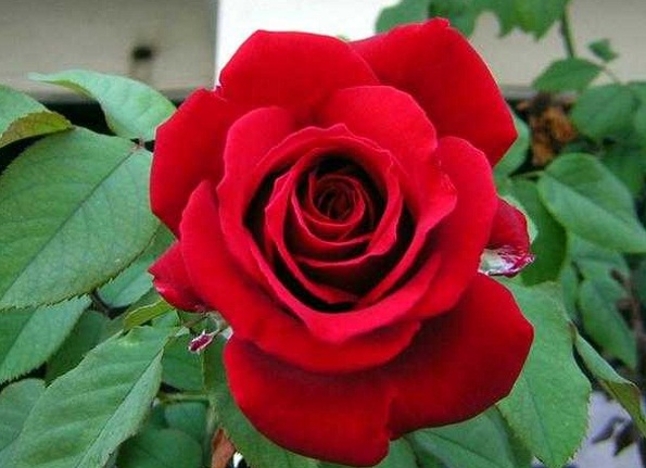 Bunga Mawar Potong