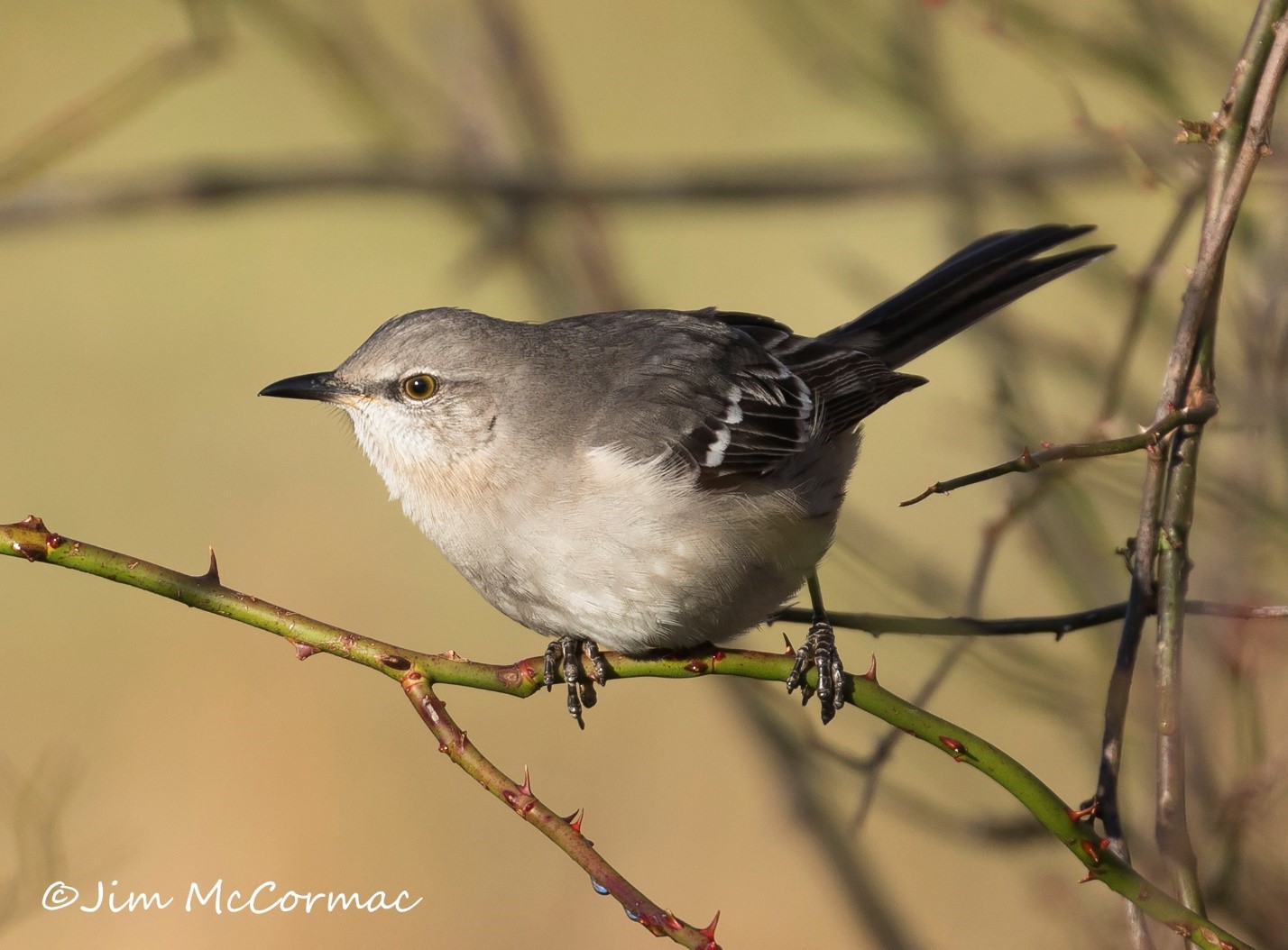 Ohio Birds and Biodiversity Northern mockingbird defends multiflora