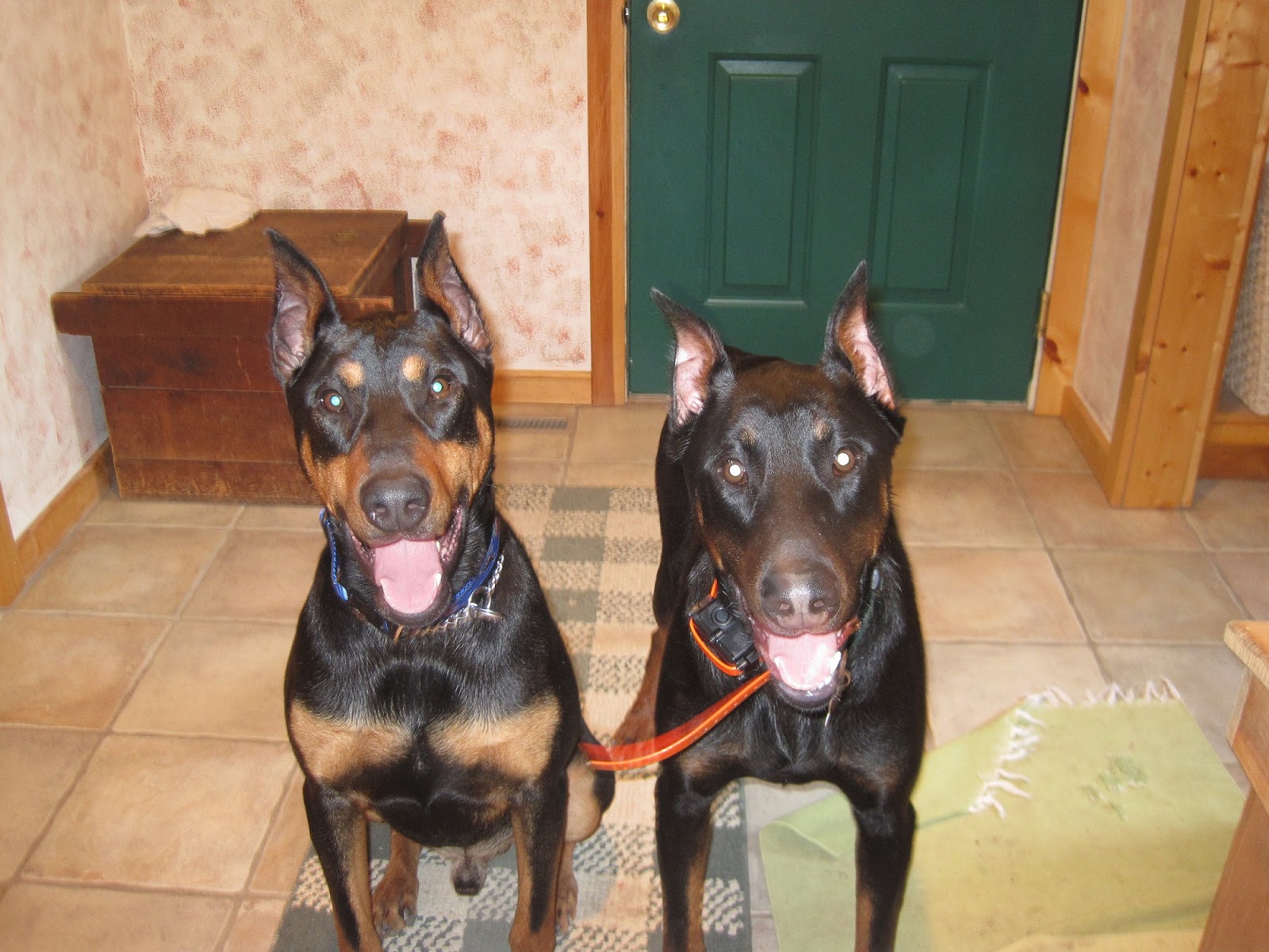 United Doberman Rescue and Canine Castaways of Minnesota Want to adopt? Like us on Facebook to