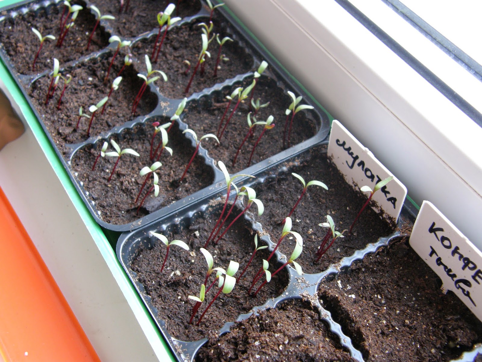 свекла через рассаду. пикировать рассаду свеклы. рассада свеклы в кассеты. пикировать рассаду свеклы. пикировать рассаду свеклы.