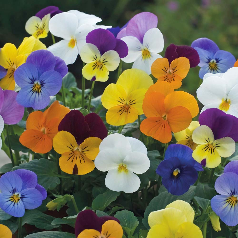 St. Bridget's News Pansies and Violas