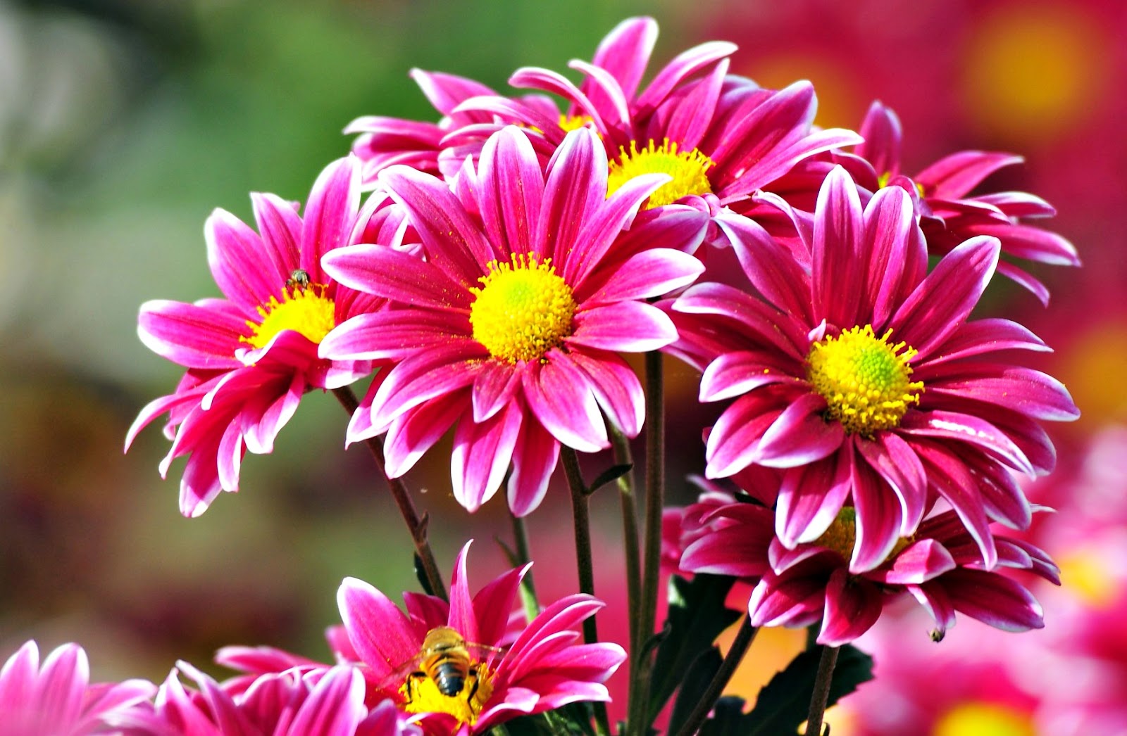 Gambar Bunga Yang Paling Cantik Toko Fd Flashdisk Flashdrive
