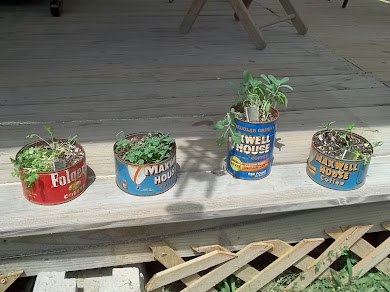 Herbs in old coffee cans