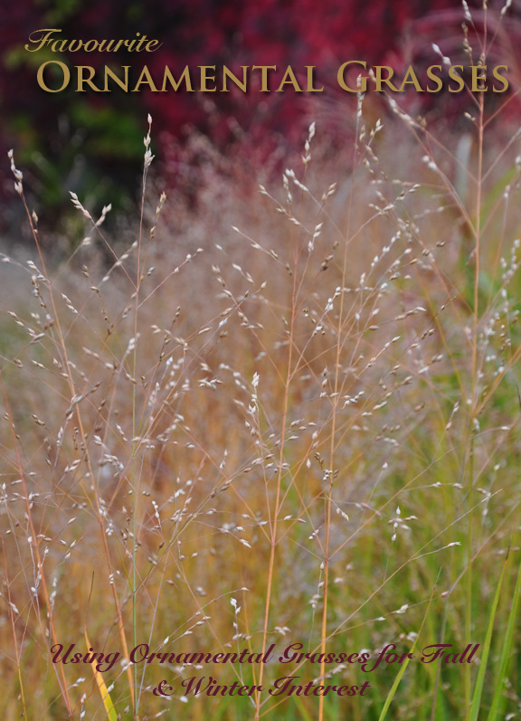 Three Dogs in a Garden Favourite Ornamental Grasses Part 1