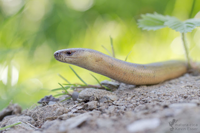 Slow worm - Anguis fragilis