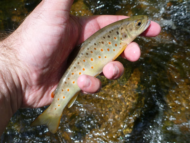 tenkara brown trout orange spots