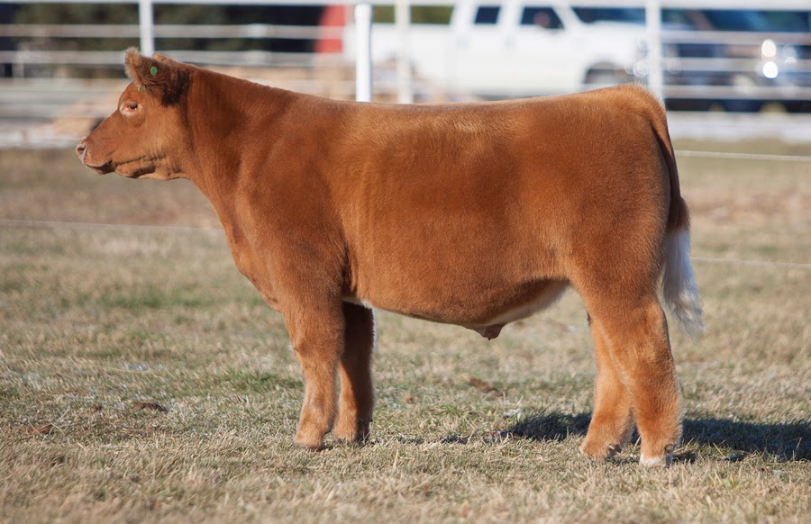 RCC Blog Smith Cattle Co