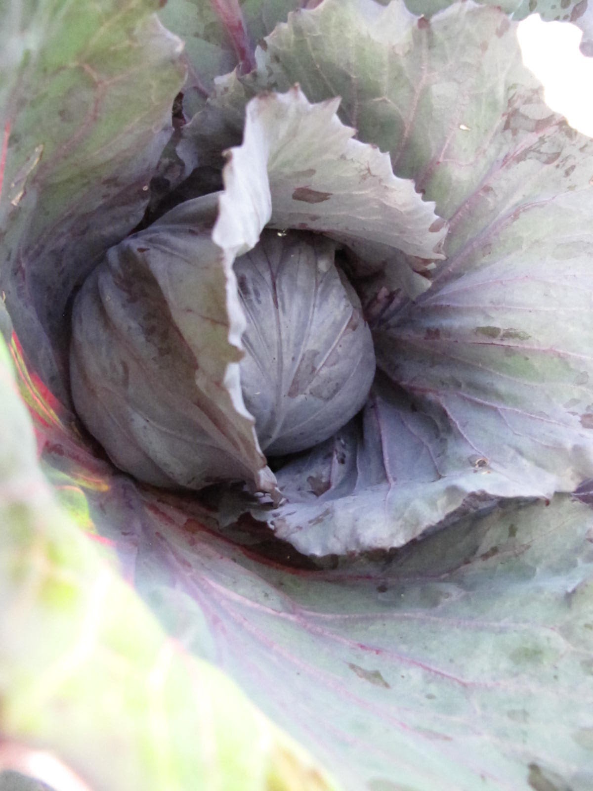 Bea that as it Mae.....: How to Control Cabbage Root Maggots (and other ...