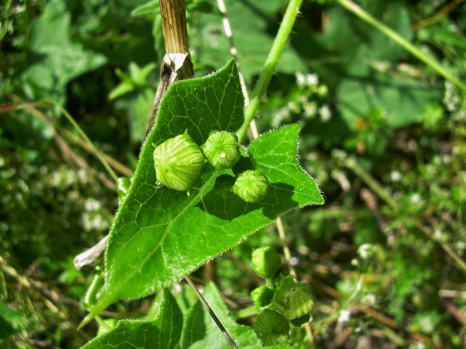 Bryonia dioica Jacq.