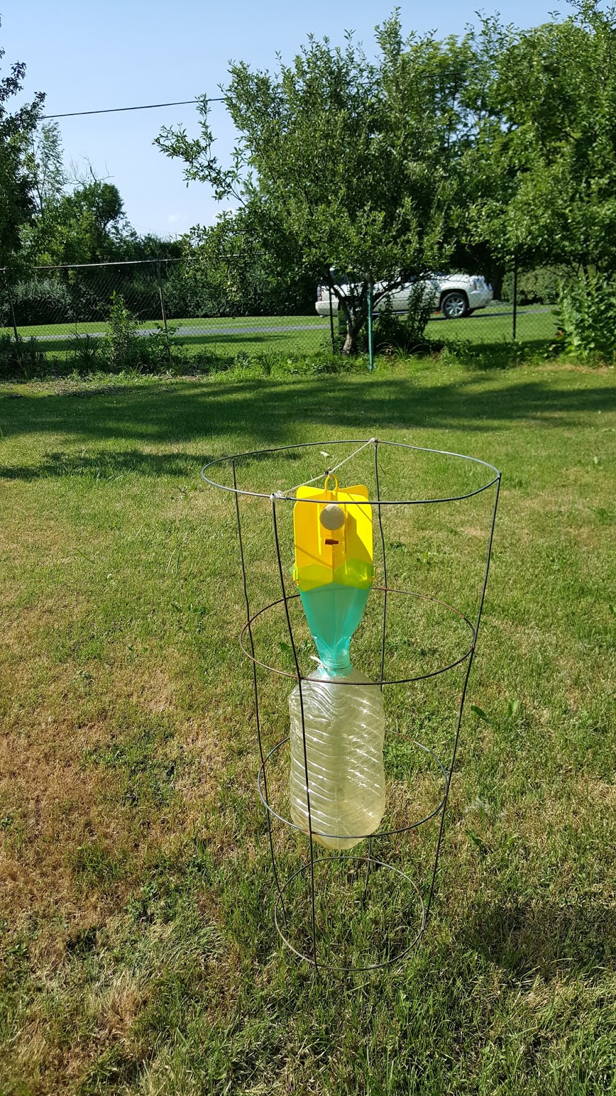 Gear Acres at Top of the Hill Japanese Beetle Trap Hack