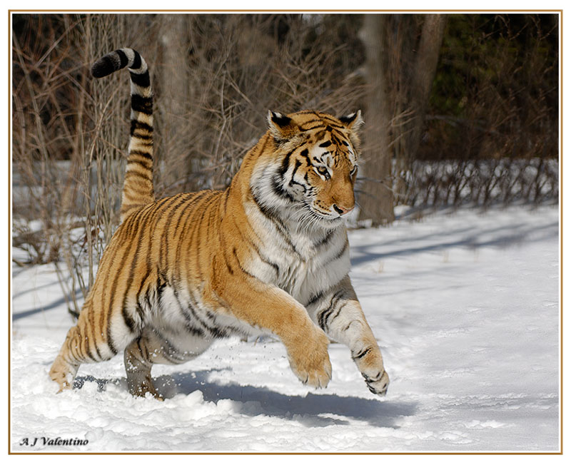 ENCYCLOPEDIA OF ANIMAL FACTS AND PICTURES: Siberian Tigers