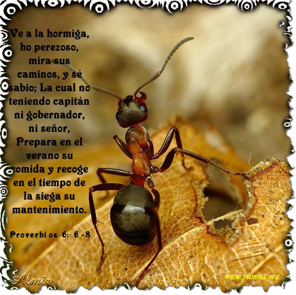 proverbios capítulo 6 versículo 6 al 8