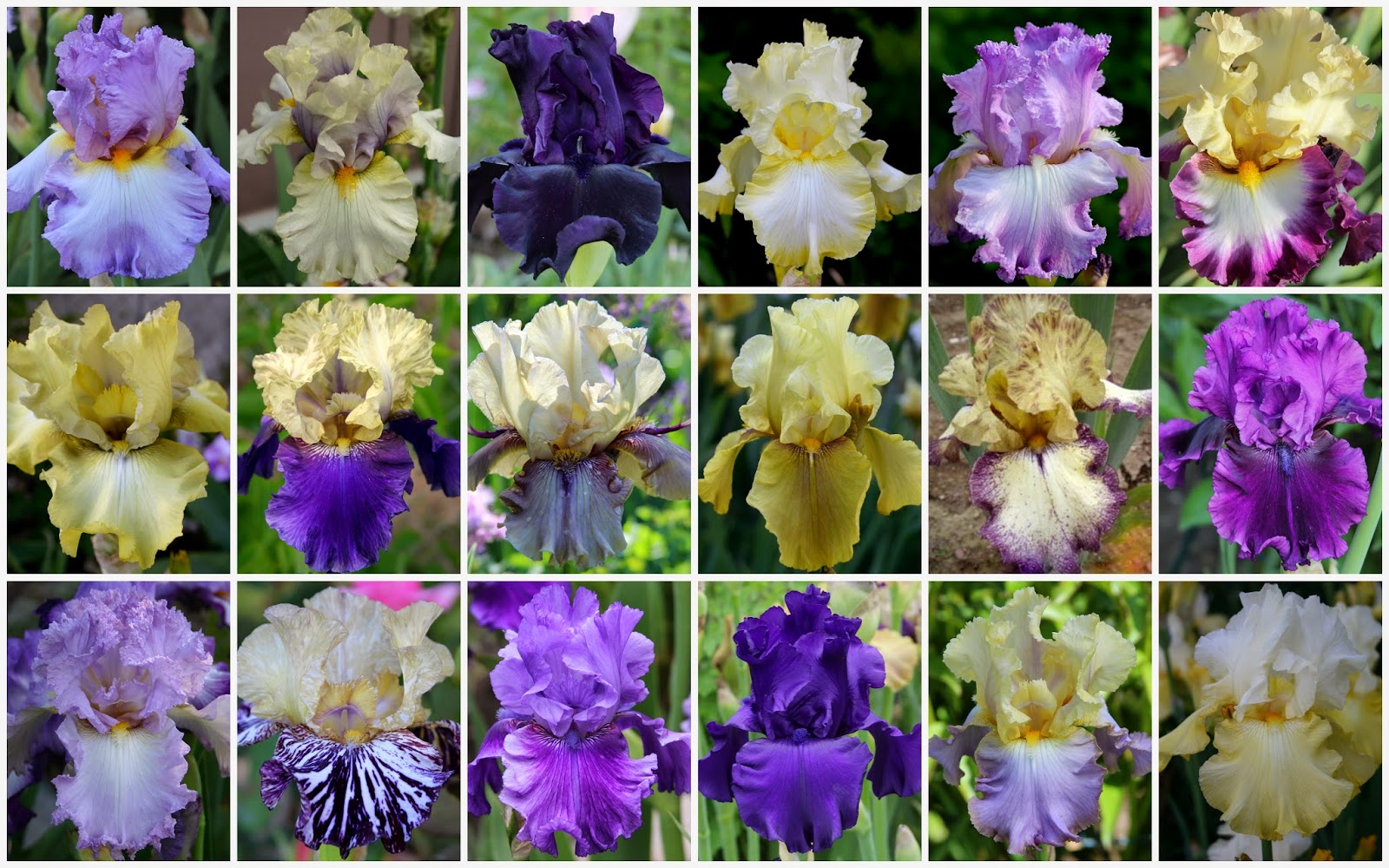 World of Irises "Talking Irises" TALL BEARDED IRISES Revamping An