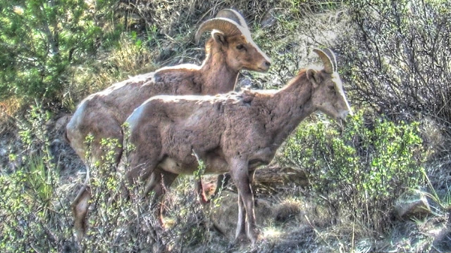 BigHorn Sheep