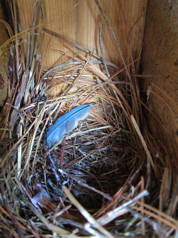 Restore Saint Paul: Como Park Bluebird Trail Update: June 13th