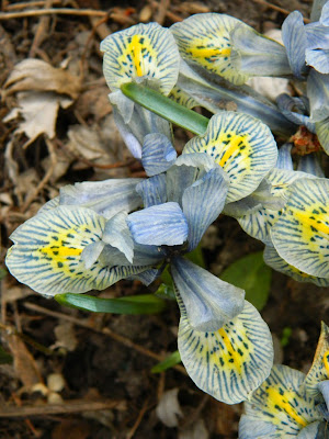 Dwarf Iris Katherine Hodgkin by garden muses-not another Toronto gardeni blog