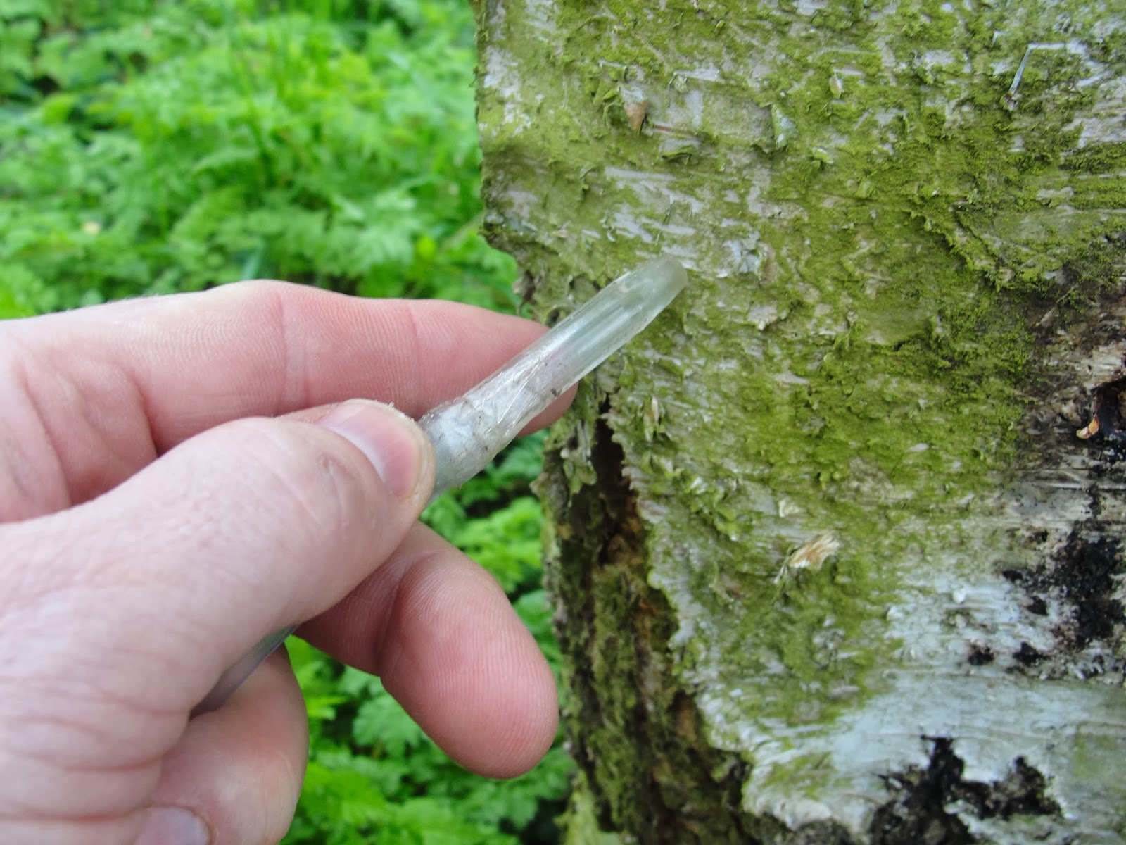 The Outdoor Traditionalist My Homemade Birch Sap Collector