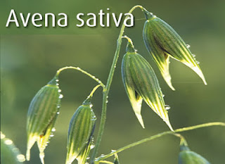 Avena Sativa Reviews