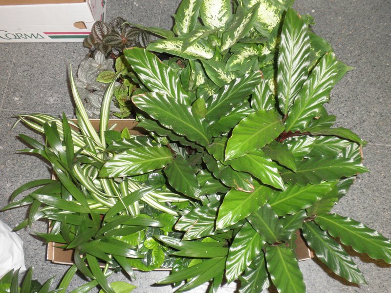 Curso jardines verticales Madrid : Jardines verticales y cubiertas