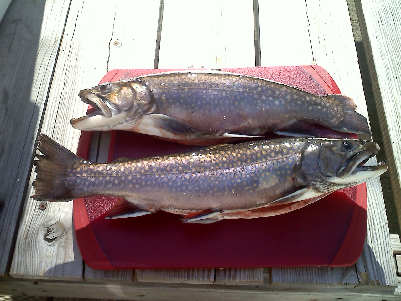 WNY TROUT SNIFFERS Ding Ding Ding, DINNER!!!