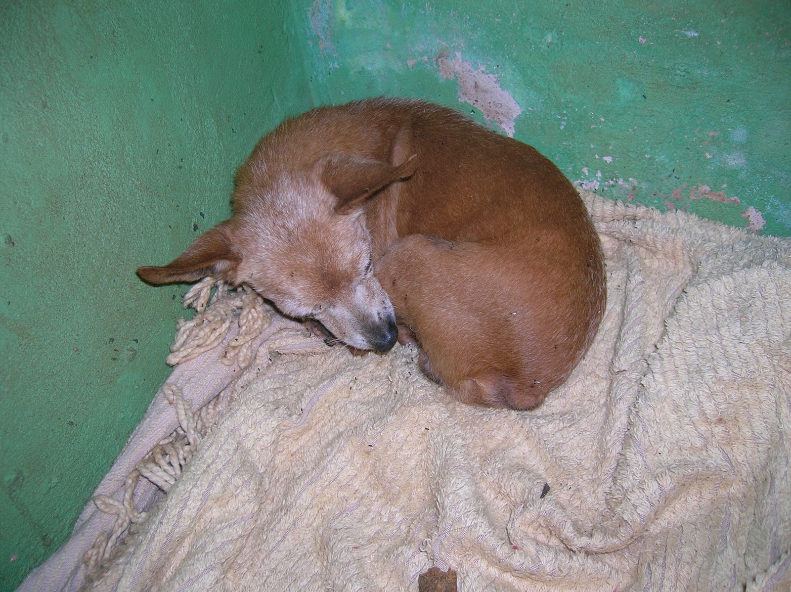 Amor sem preço PINSCHER VELHINHO AINDA ESTÁ A ESPERA DE UM LAR. TEMOS