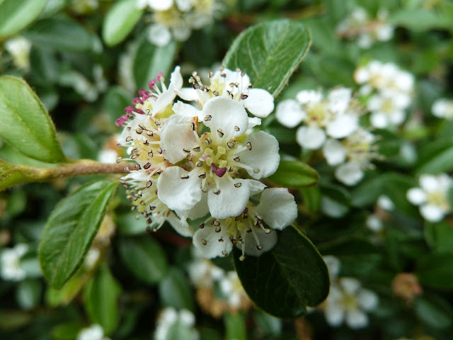 Cotoneaster bloom, Central Park West, New York