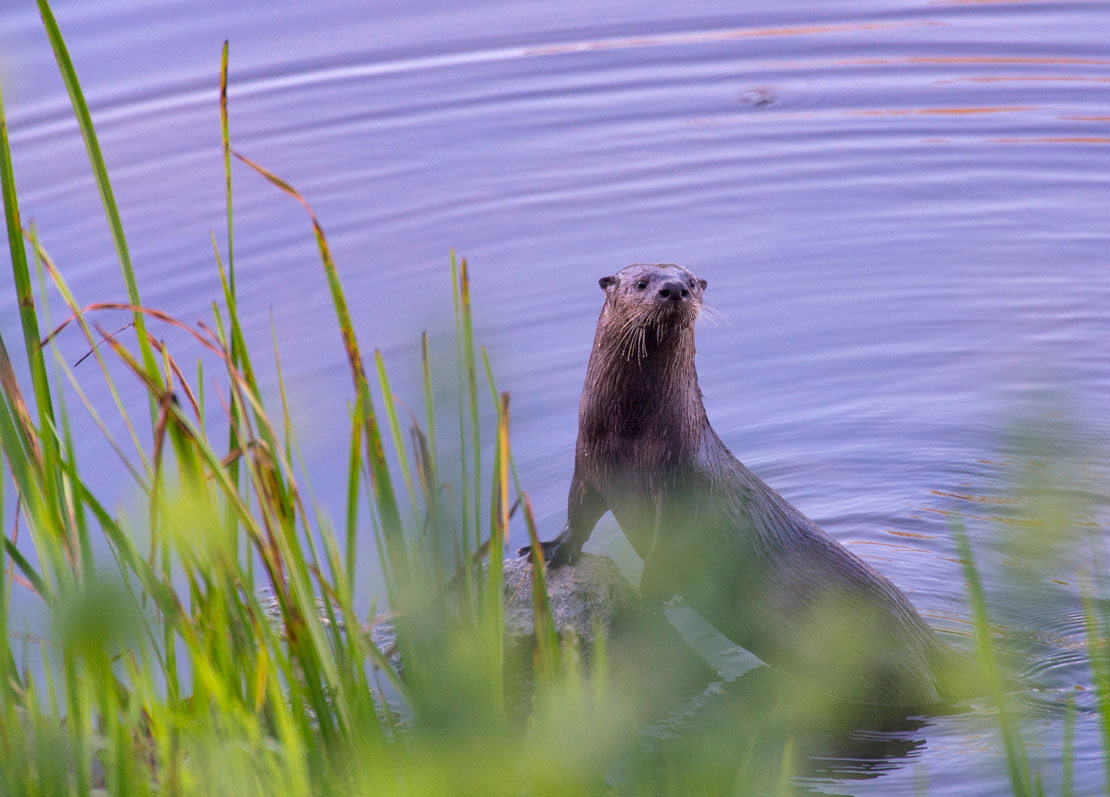 Robin Loznak Photography North American river otter in Oregon