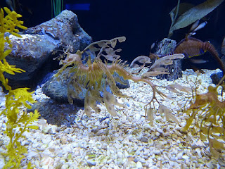 Dragon de mer feuillu - Hippocampe feuille - Phycodurus eques Dragon de mer feuillu - Hippocampe feuille - Phycodurus eques