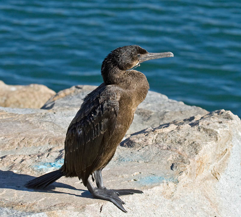 Hooked! Brandt's Cormorant at Oceanside Greg in San Diego