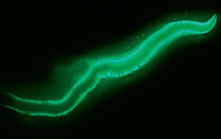 Bioluminiscencia gusano Odontosyllis enopla